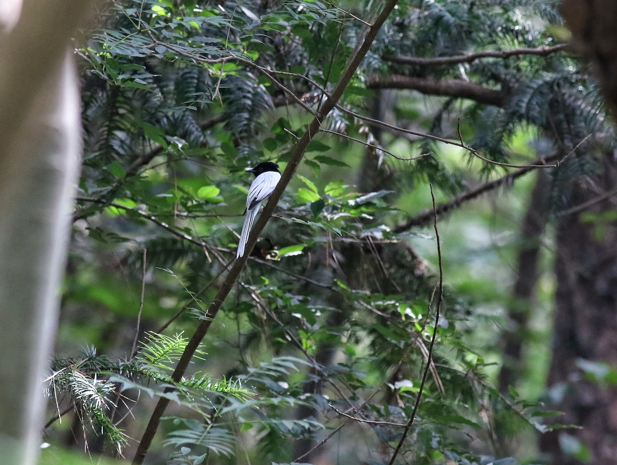 Amur Paradise-Flycatcher - ML640853546