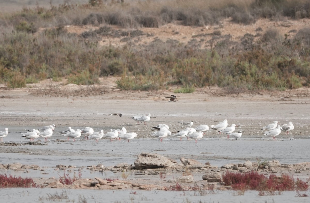 Collared Pratincole - ML640853576