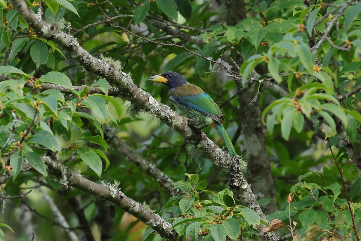Great Barbet - ML640853578