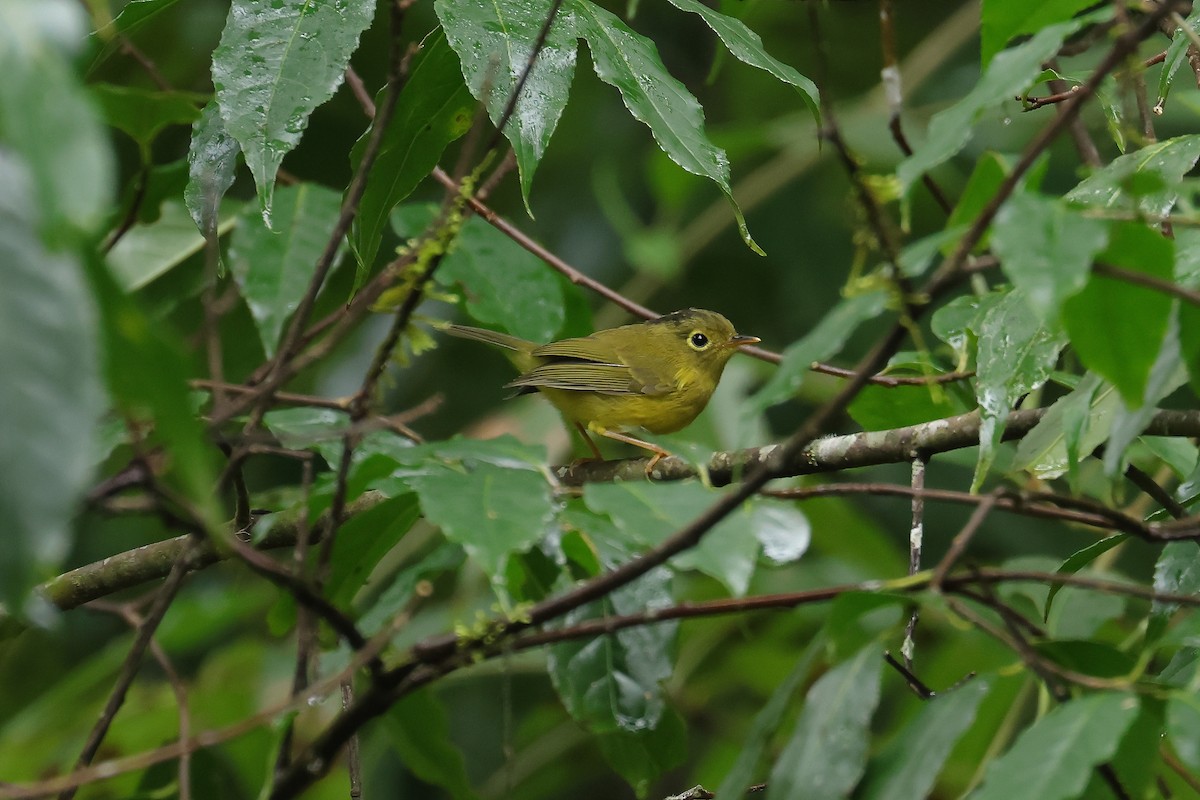 budníček himálajský - ML640853610