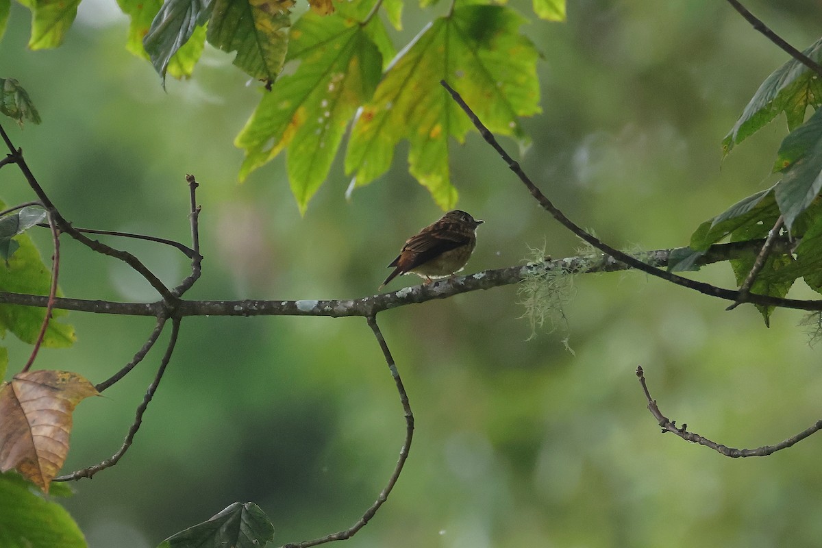 Ferruginous Flycatcher - ML640853621