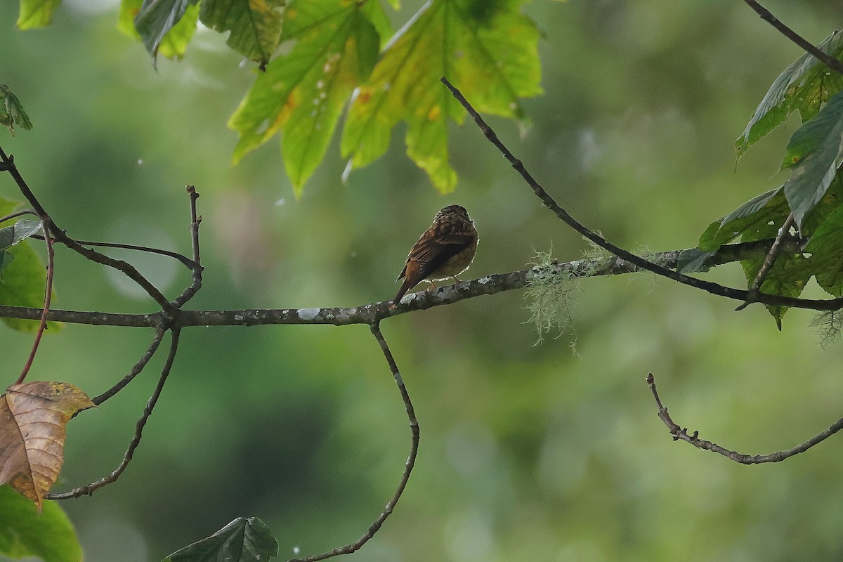 Ferruginous Flycatcher - ML640853623