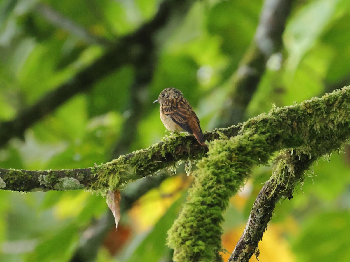 Ferruginous Flycatcher - ML640853624