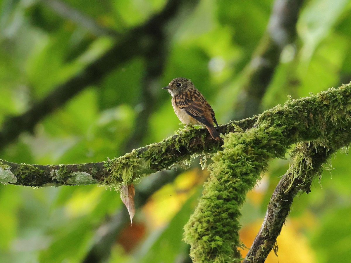 Ferruginous Flycatcher - ML640853626