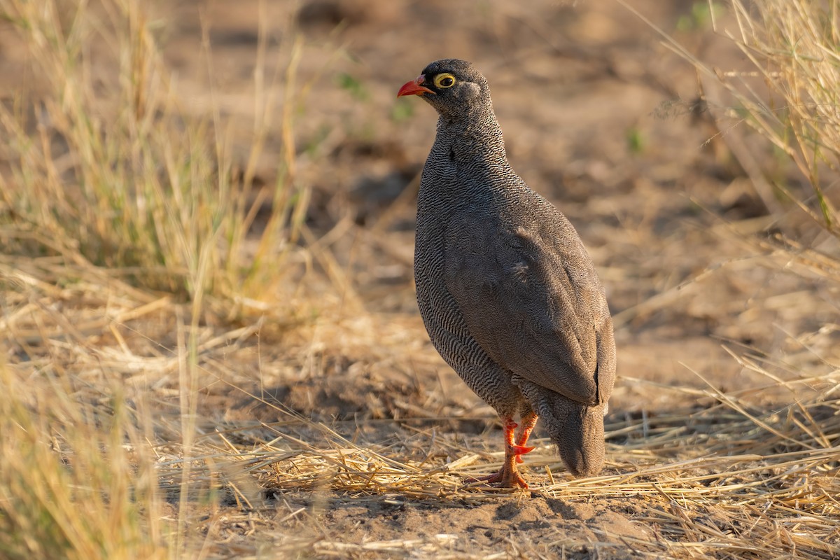 Red-billed Spurfowl - ML640853628