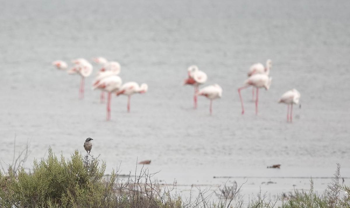 Iberian Gray Shrike - ML640853633