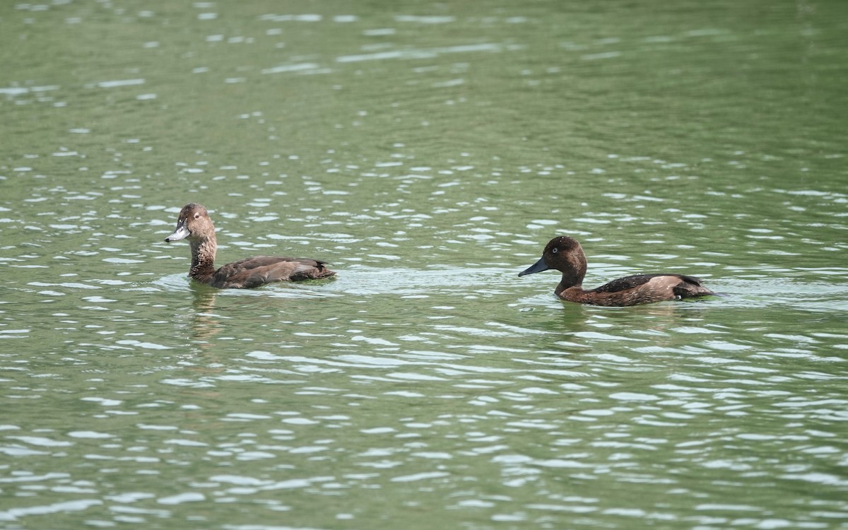 Ferruginous Duck - ML640853643
