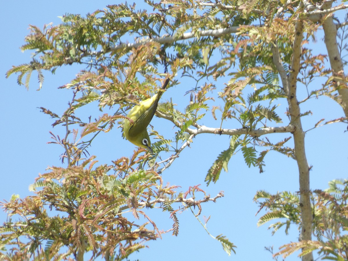 Lemon-bellied White-eye - ML640853649