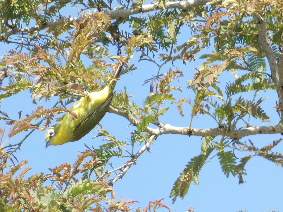 Lemon-bellied White-eye - ML640853650