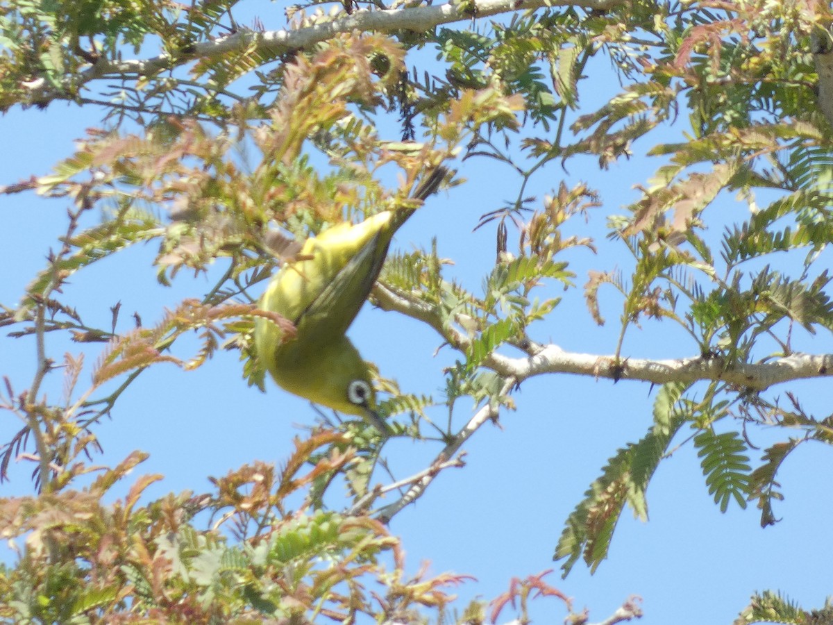 Lemon-bellied White-eye - ML640853651