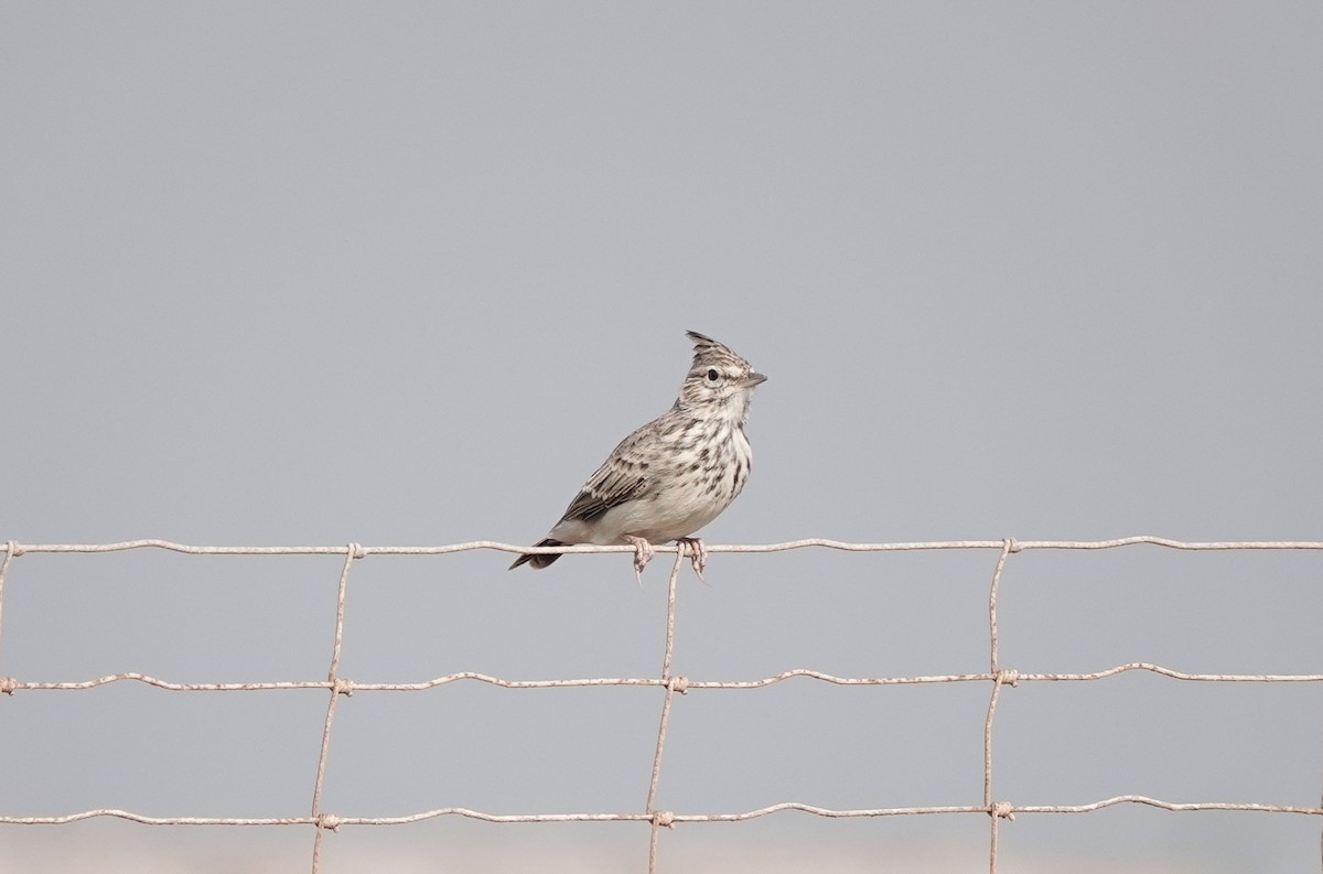 Thekla's Lark - ML640853660