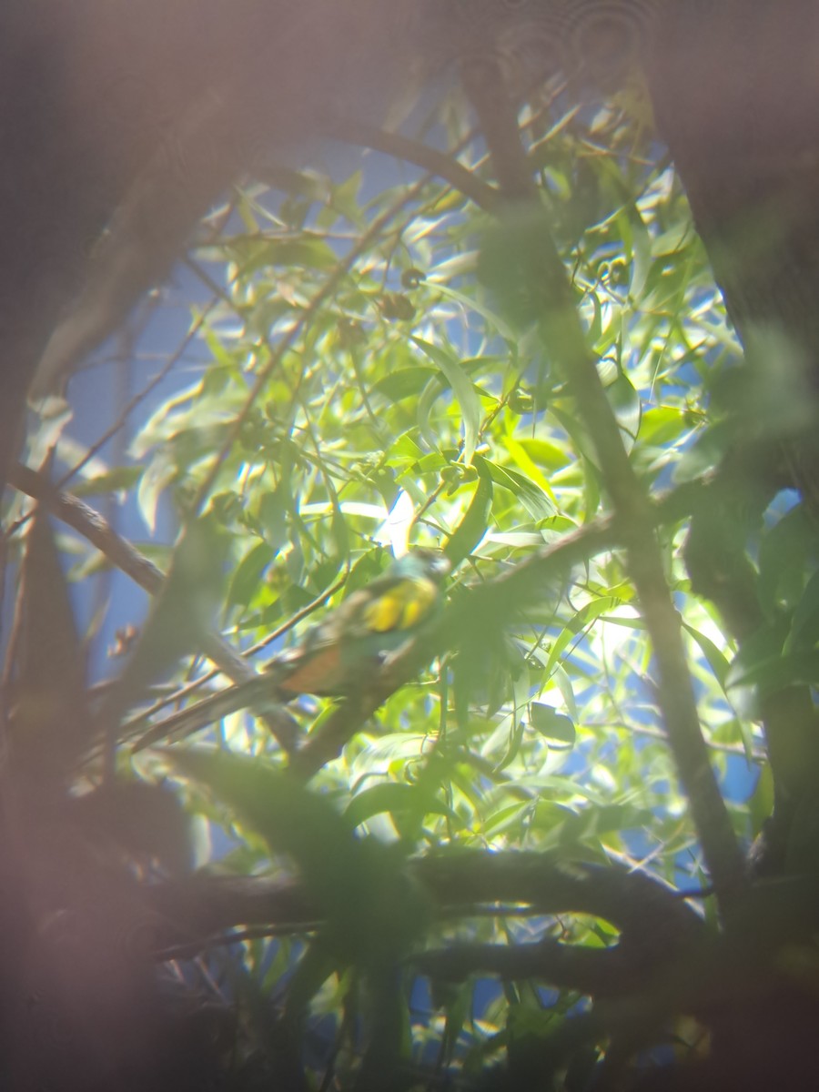 ヒスイインコ - ML640853671