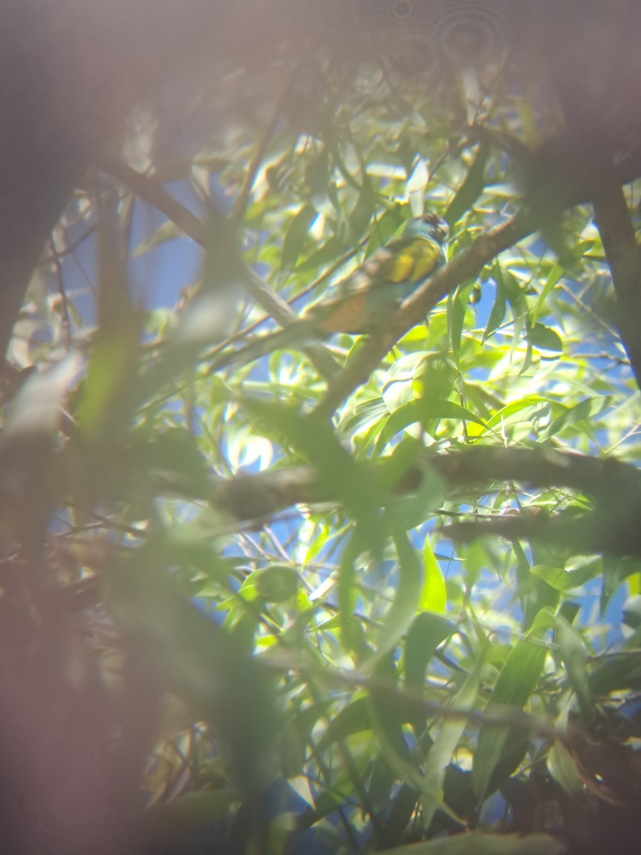 ヒスイインコ - ML640853672