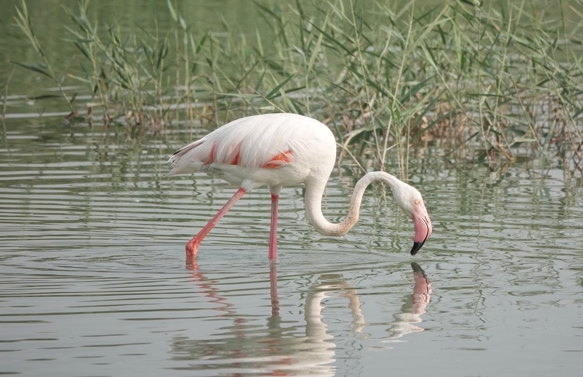 Greater Flamingo - ML640853674