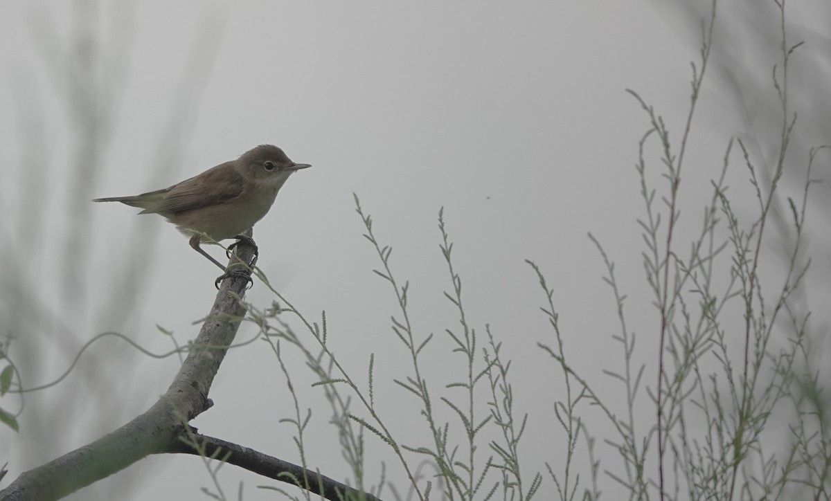 Common Reed Warbler - ML640853678