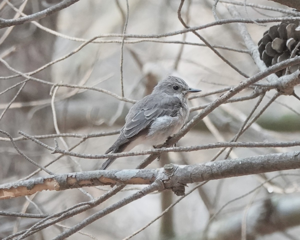 Spotted Flycatcher - ML640853690