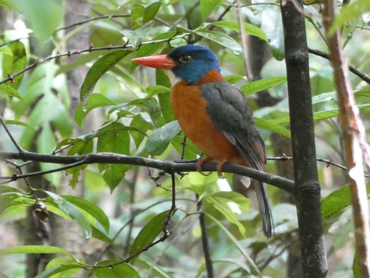 Green-backed Kingfisher (Blue-headed) - ML640853697