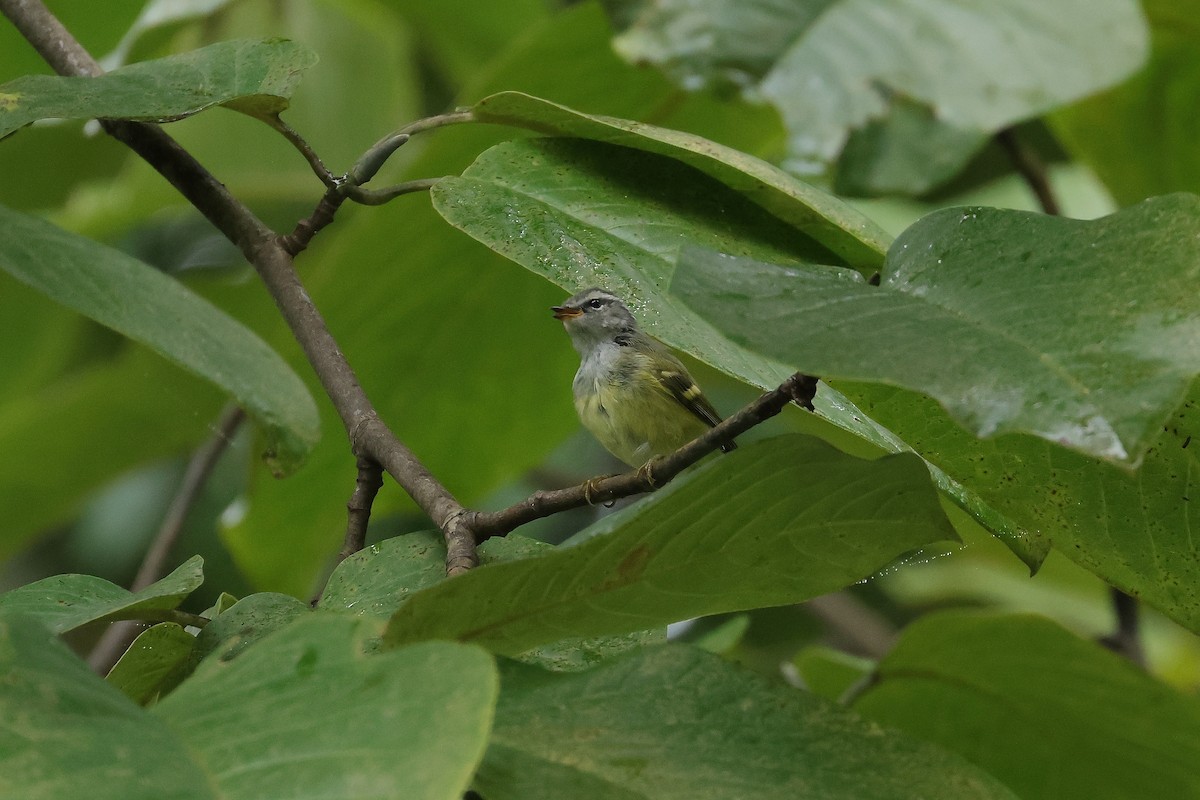 ヒマラヤムシクイ - ML640853716