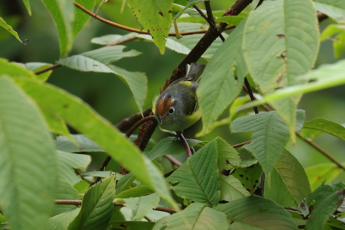 Chestnut-crowned Warbler - ML640853746