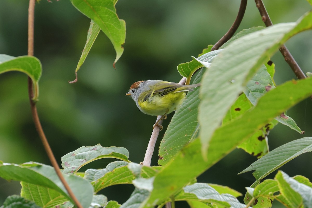 Chestnut-crowned Warbler - ML640853747
