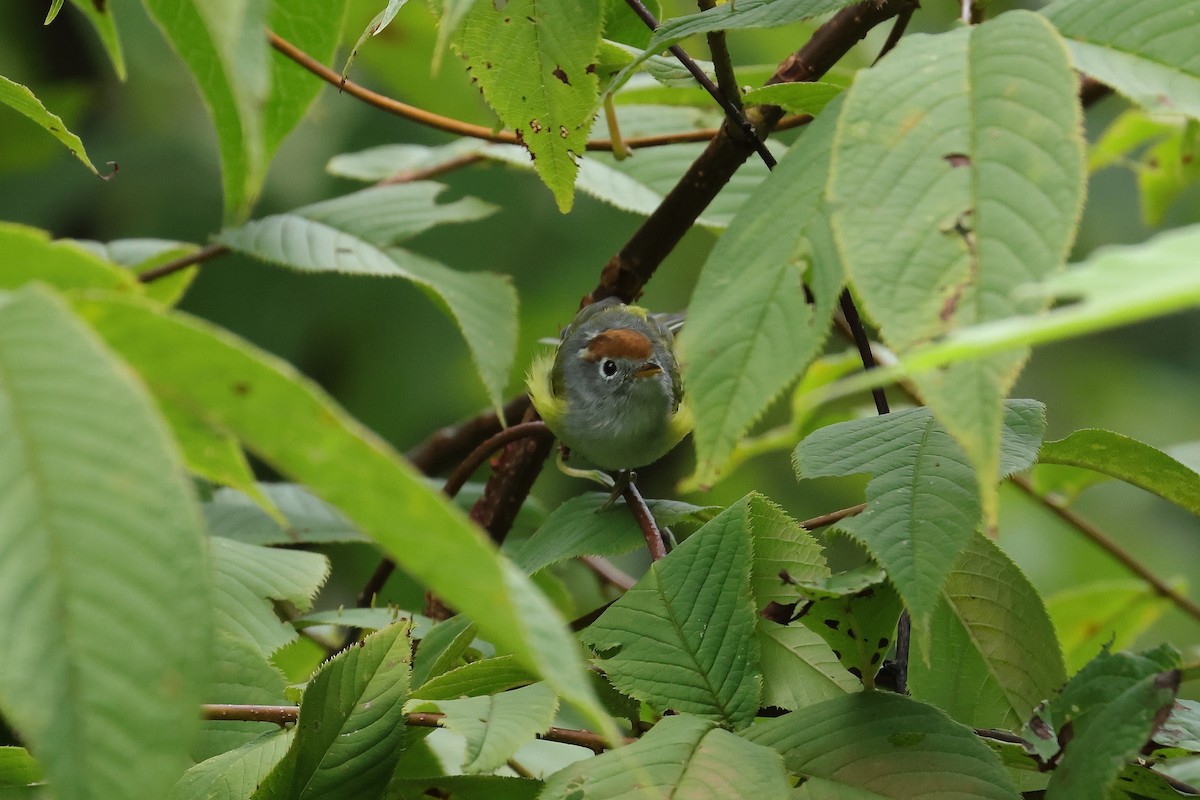 Chestnut-crowned Warbler - ML640853748
