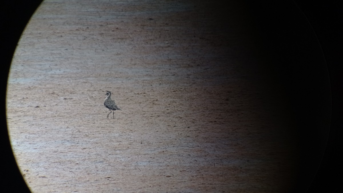 American Golden-Plover - ML640853766