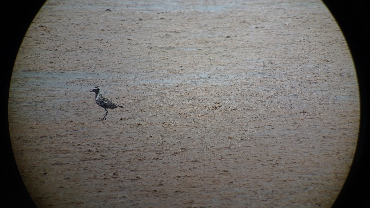 American Golden-Plover - ML640853767