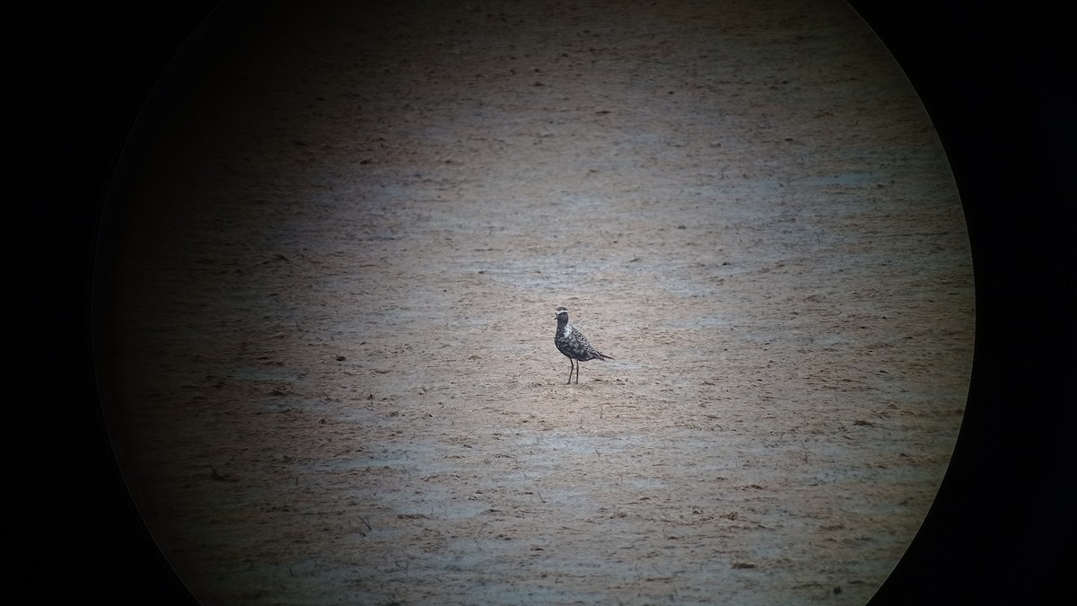 American Golden-Plover - ML640853768