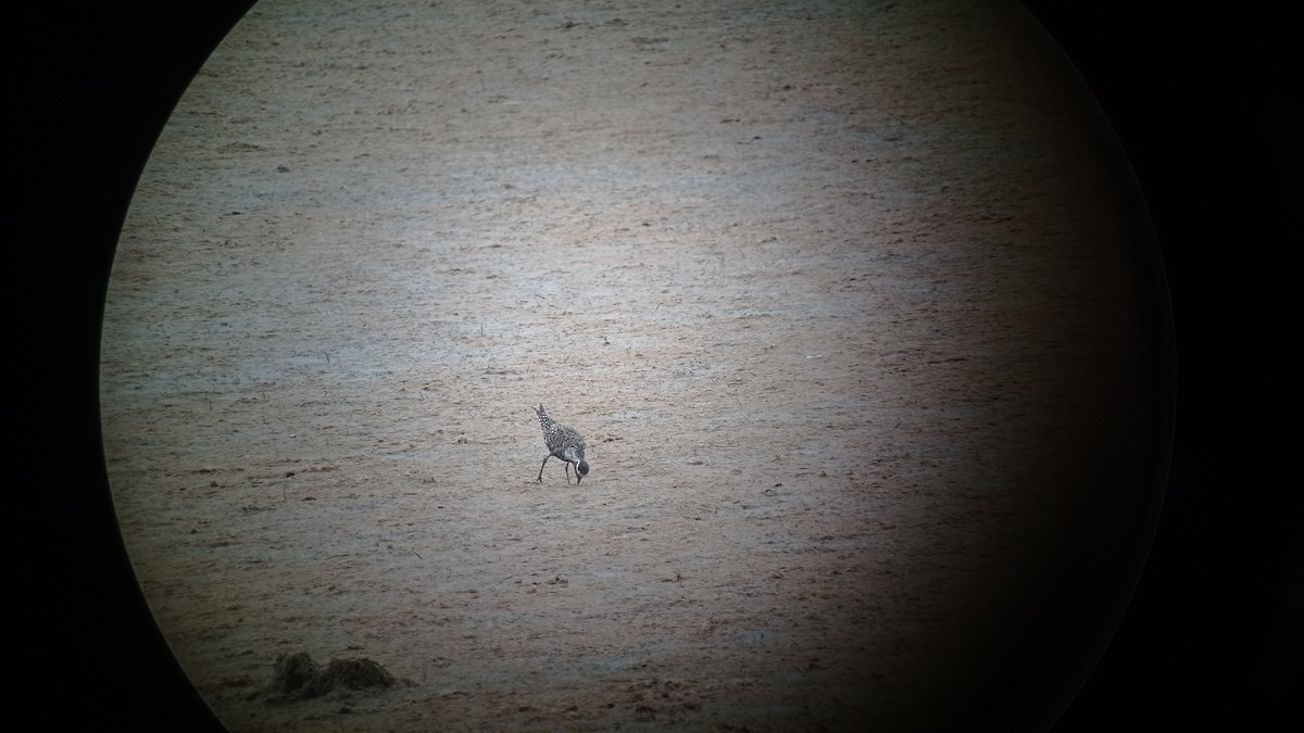 American Golden-Plover - ML640853769