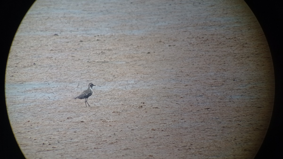 American Golden-Plover - ML640853770