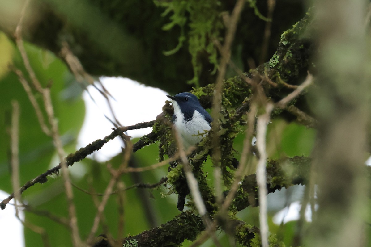 Ultramarine Flycatcher - ML640853772