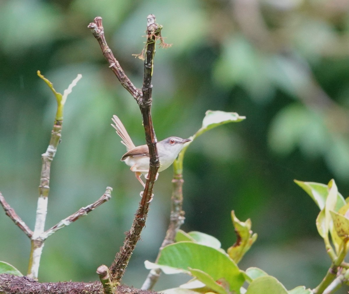 Rufescent Prinia - ML640853774
