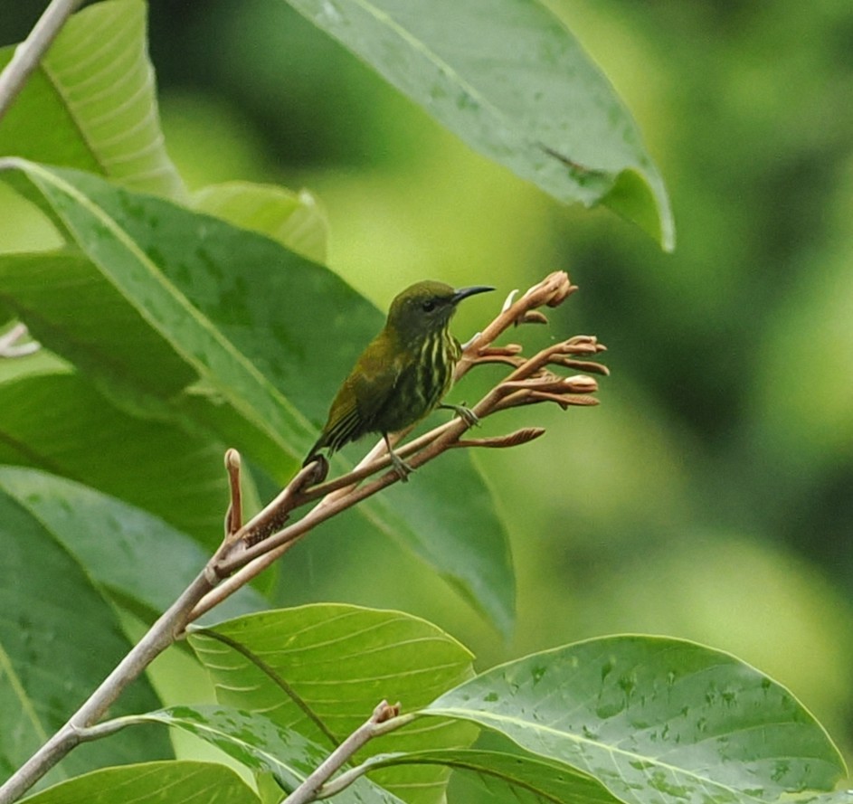 Purple-naped Spiderhunter - ML640853782