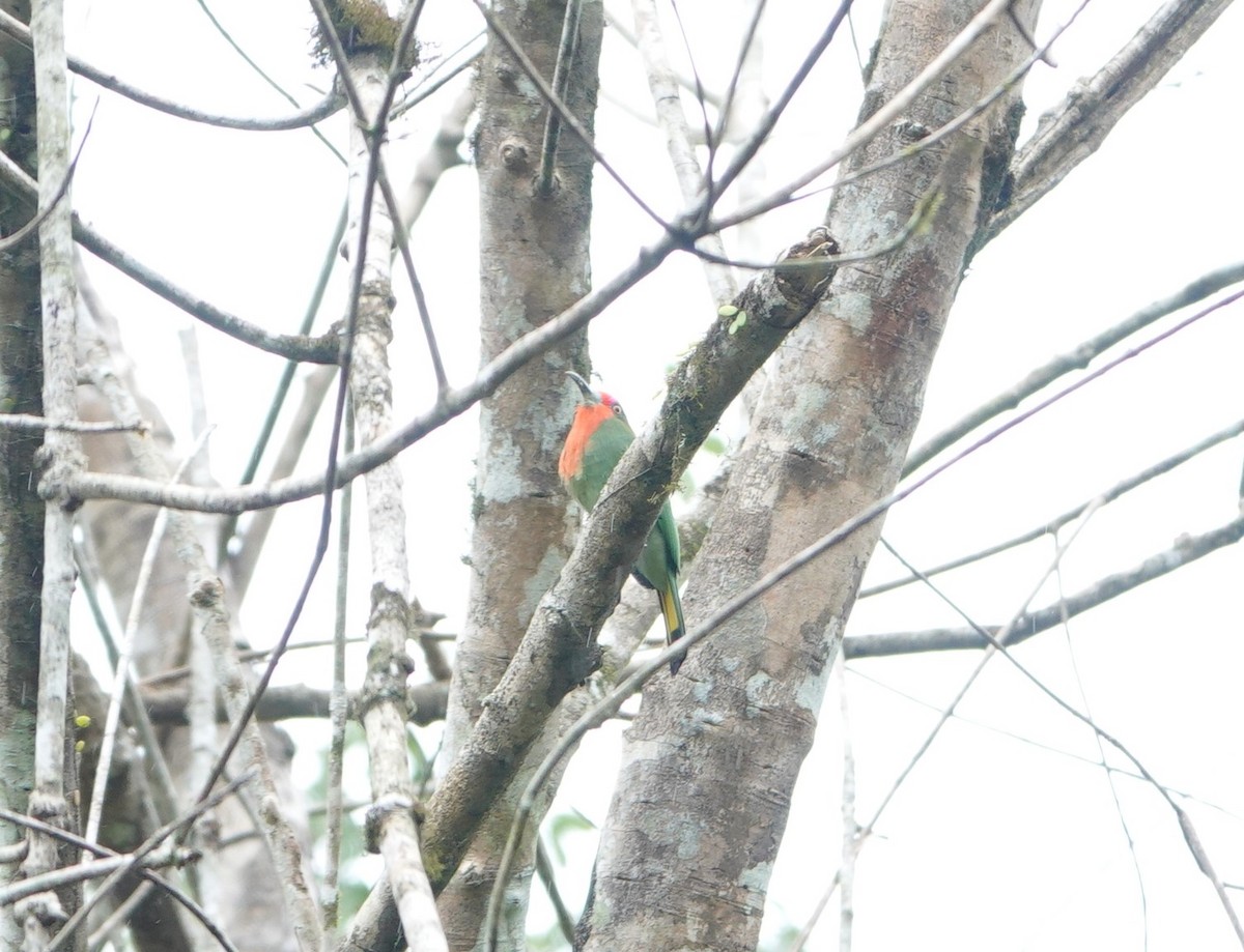 Red-bearded Bee-eater - ML640853800