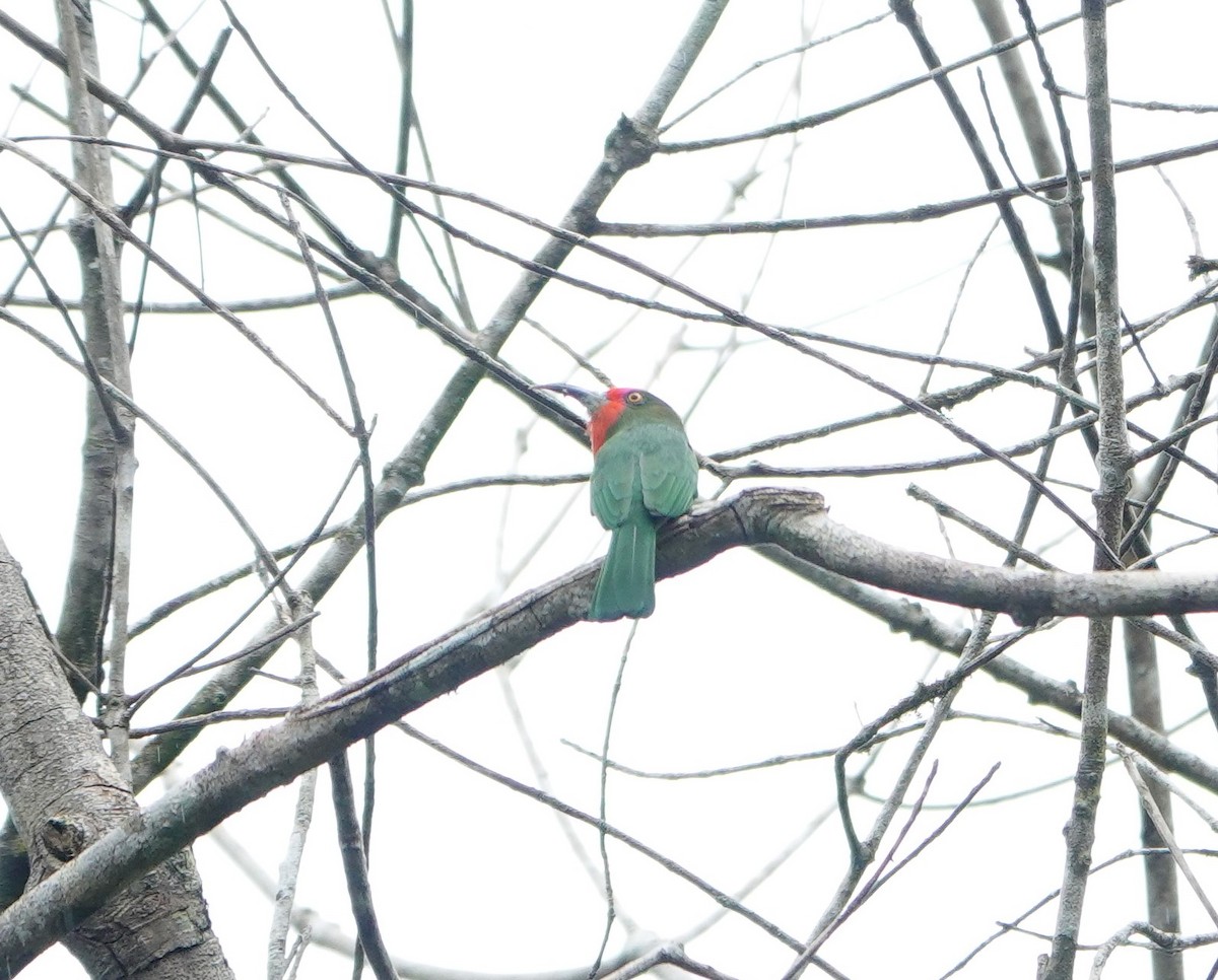 Red-bearded Bee-eater - ML640853801