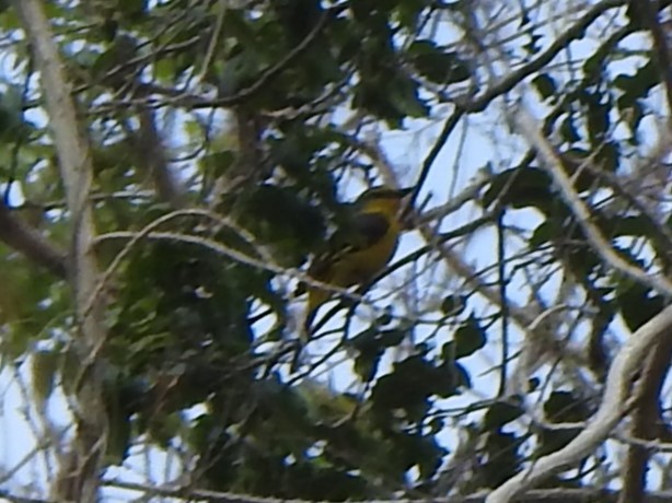 Orange Minivet - ML640853807