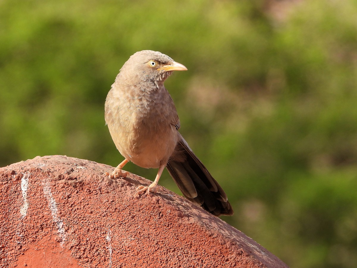 Jungle Babbler - ML640853867