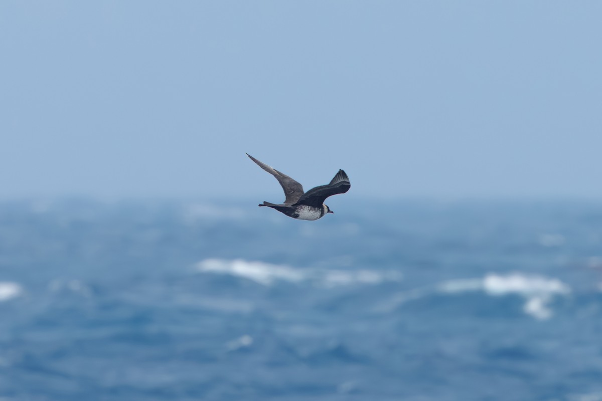 Pomarine Jaeger - ML640853871