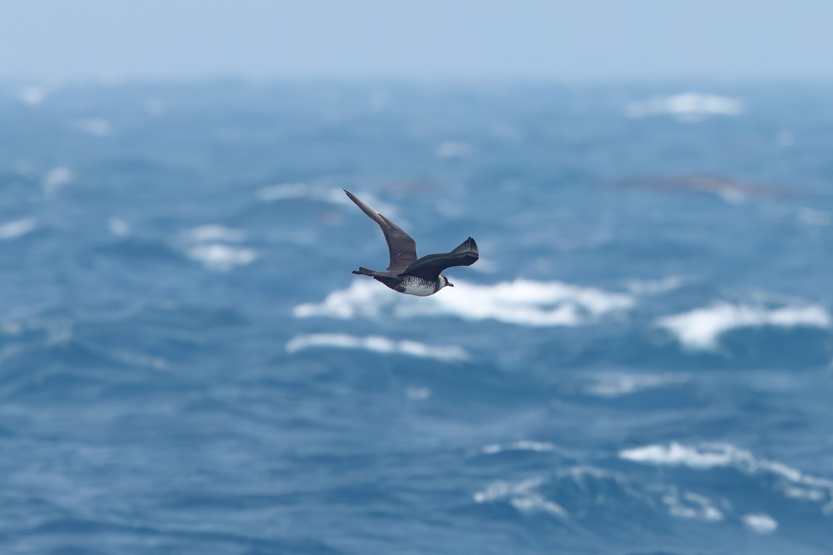 Pomarine Jaeger - ML640853872