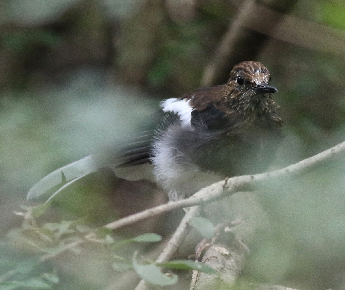 White-crowned Forktail - ML640853885