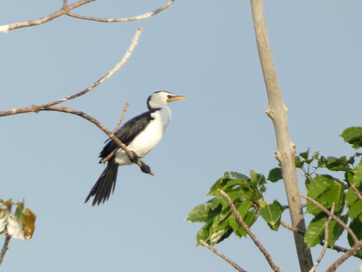 Little Pied Cormorant - ML640853895
