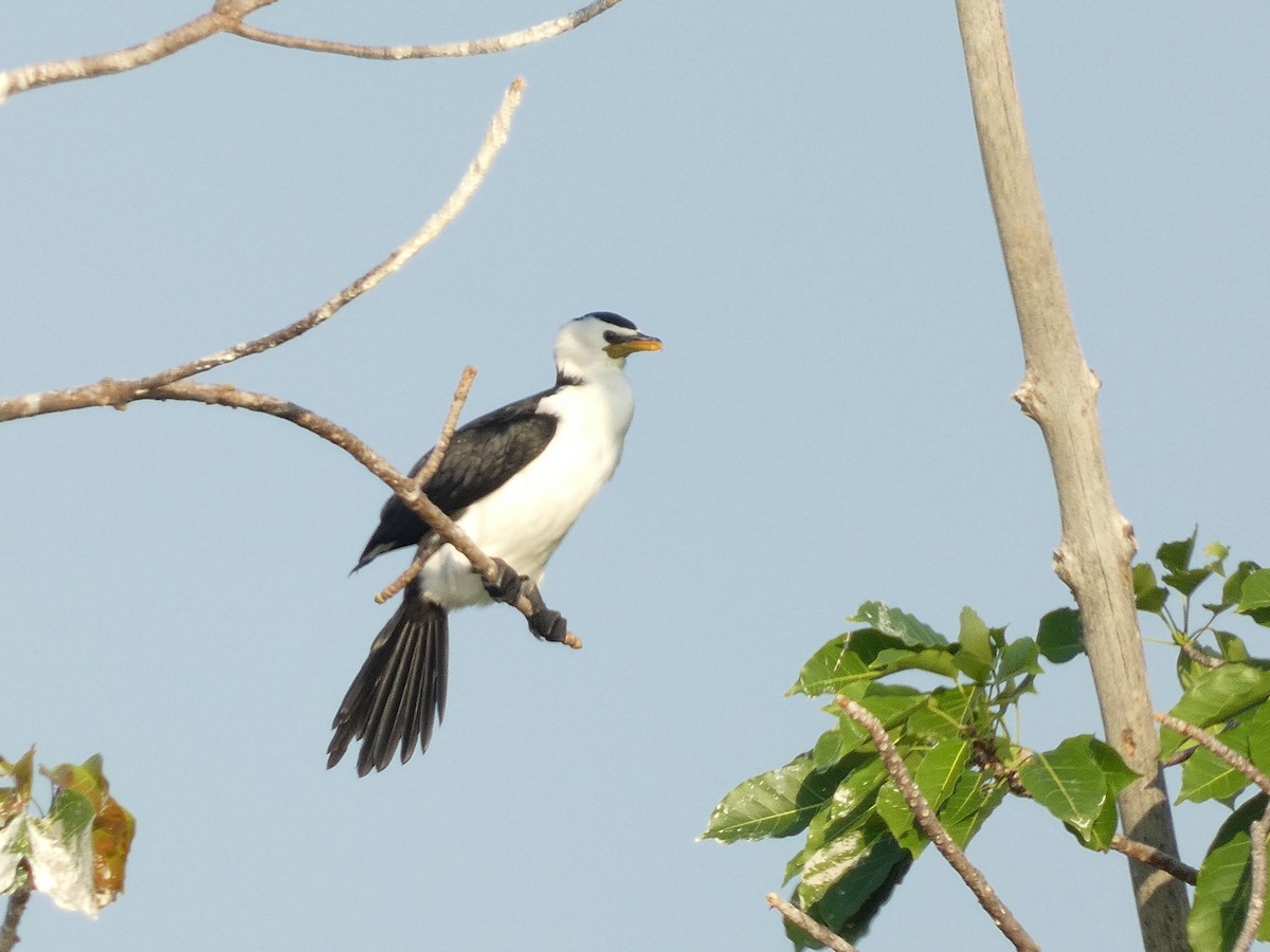 Little Pied Cormorant - ML640853900