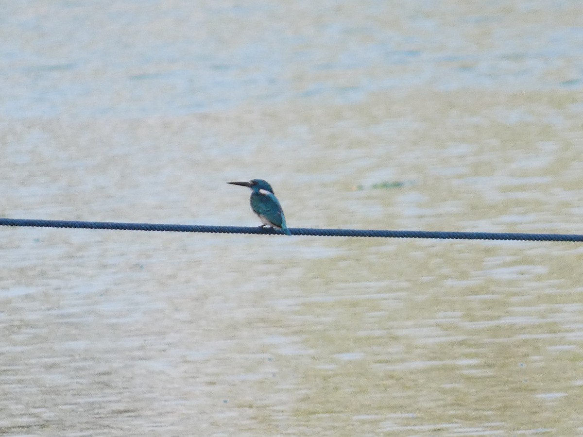 Small Blue Kingfisher - ML640853903