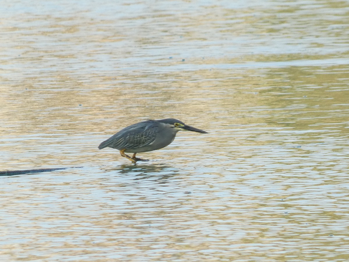 Little Heron - ML640853913