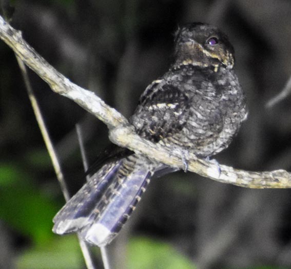 Andaman Nightjar - ML640853919