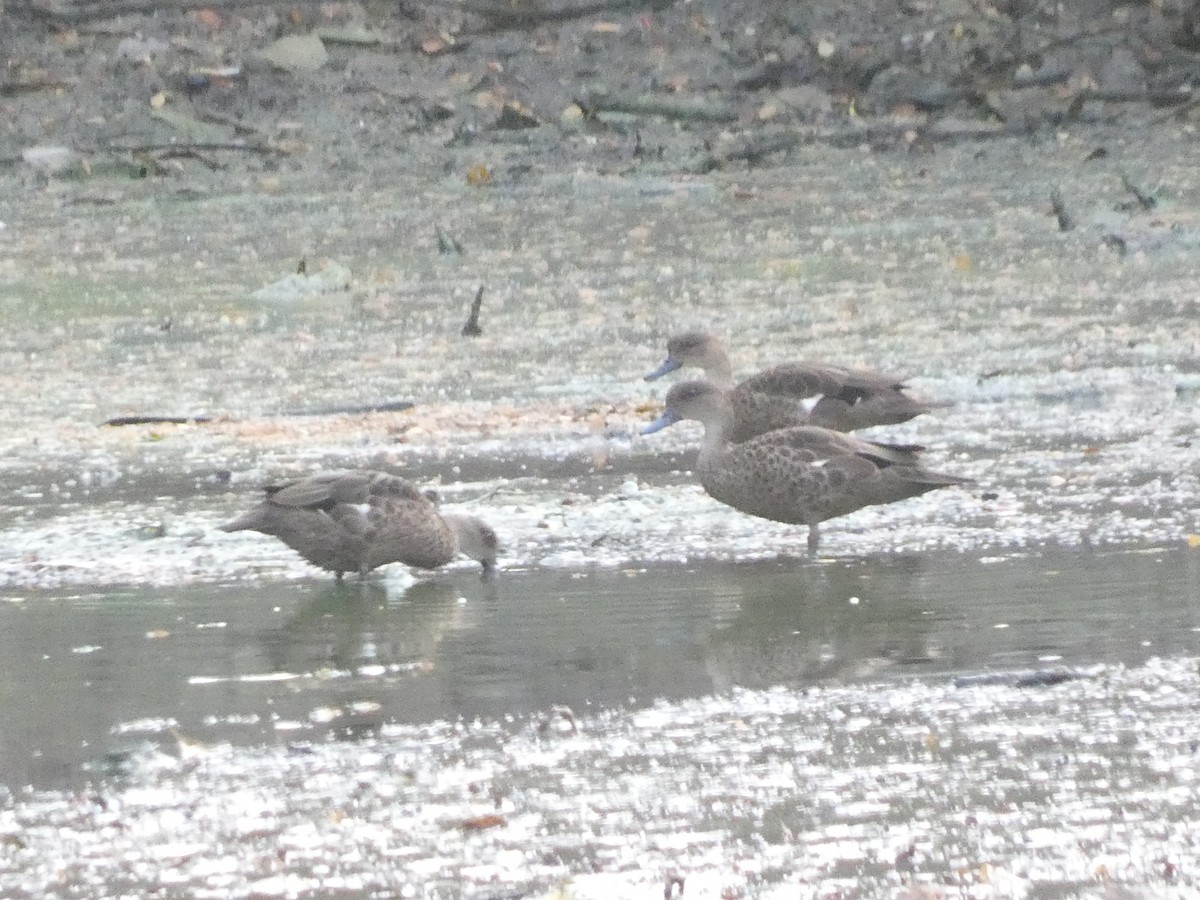 Sunda Teal - ML640853921