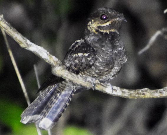 Andaman Nightjar - ML640853922