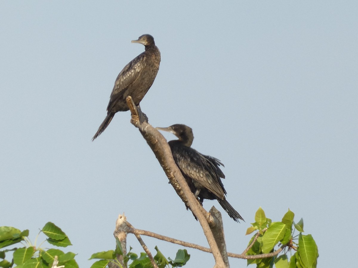 Little Black Cormorant - ML640853942
