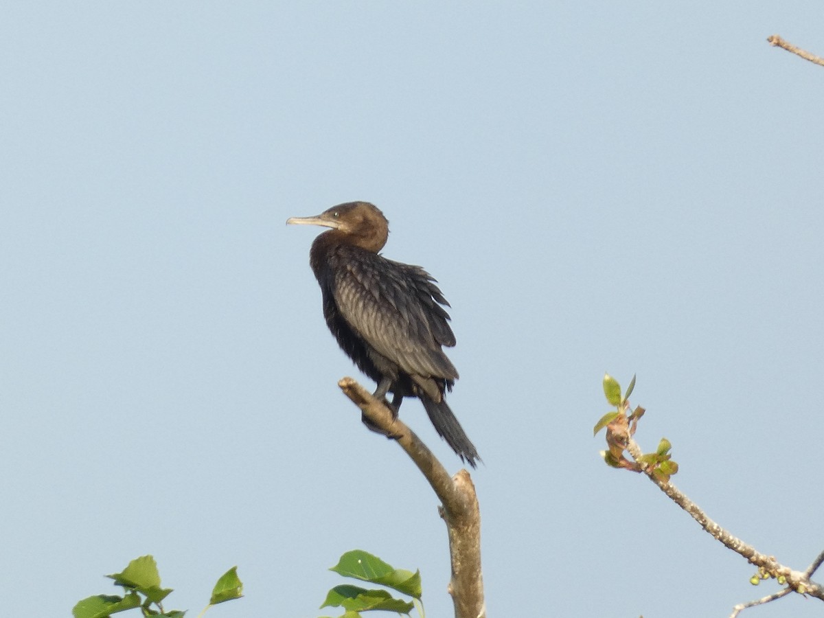 Little Black Cormorant - ML640853944