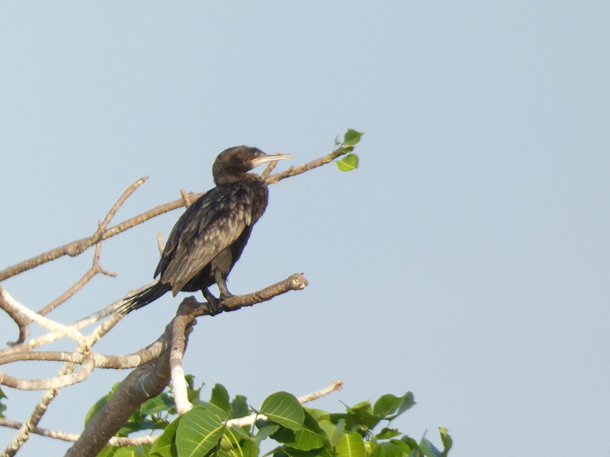 Little Black Cormorant - ML640853947